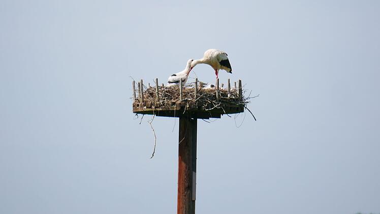 Aufmerksam kümmern sich die Storcheneltern um ihren Nachwuchs. Foto: Heike Beudert