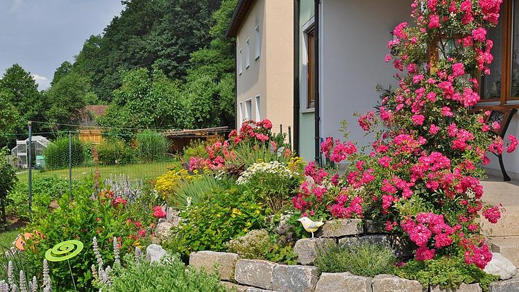 Am Balkon der Familie Kohles in Mainroth rankt die reich und öfter blühende Kletterrose "Super excelsa". Die Terrassenbepflanzung erfreut den Betrachter während des ganzen Sommers mit wechselndem Blütenflor.