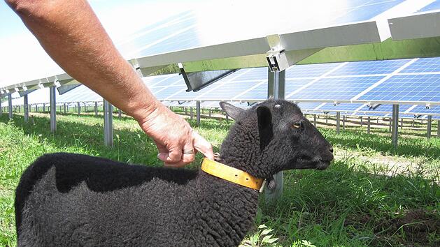 Unter den geplanten Solarmodulen, die  bei V&ouml;lkersleier stehen sollen, k&ouml;nnten Schafe weiden. Foto: Stefan St&ouml;ckel
