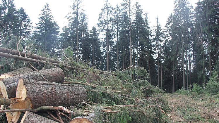 "Käferholz" wartet derzeit in der Frankenwald-Region oft auf Abholung. Foto: Andreas Schmitt