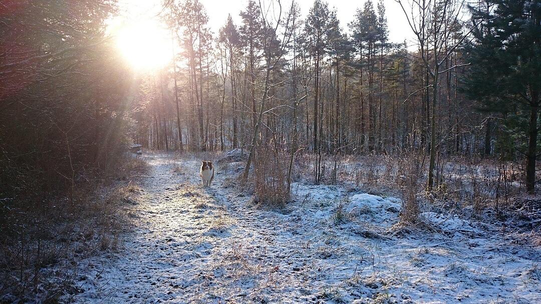 Schnee und Eis - Die schönsten Aufnahmen aus Franken