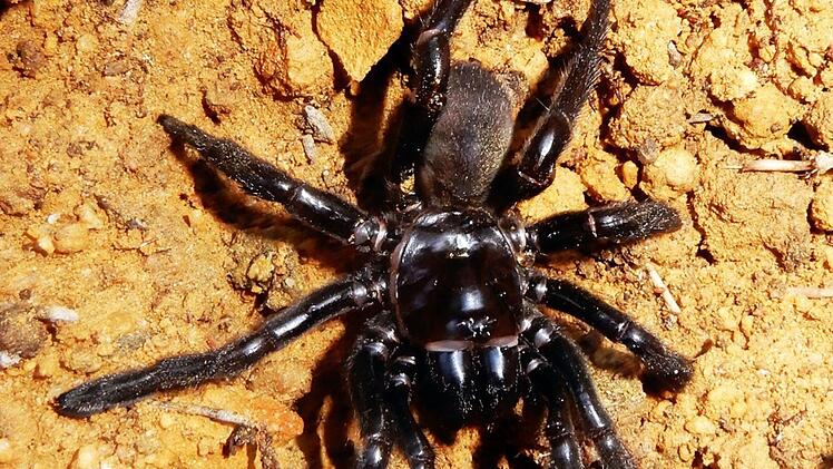 Die &auml;lteste Spinne der Welt ist tot. Sie wurde deutlich &auml;lter, als es zu erwarten war. Doch sie starb keineswegs eines nat&uuml;rlichen Todes. Sie fiel dem Stich einer Wespe zum Opfer. Foto: Leanda Denise Mason/Curtin Universtiy/dpa