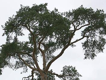 Die alte Kiefer an der Lichtenfelser Straße ist nicht mehr zu halten. Foto: CT-Archiv