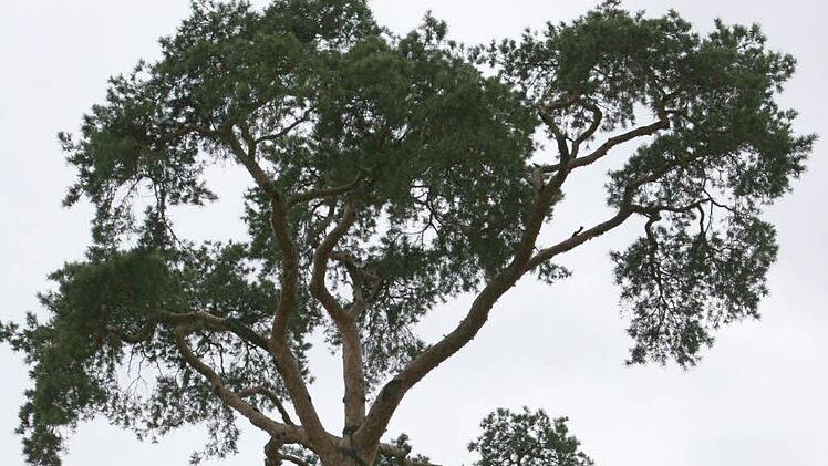 Die alte Kiefer an der Lichtenfelser Straße ist nicht mehr zu halten. Foto: CT-Archiv