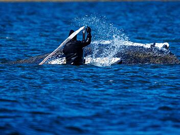 Weitere Entwicklung zum Buckelwal in der Ostsee