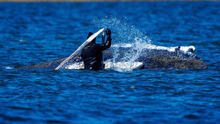 Weitere Entwicklung zum Buckelwal in der Ostsee
