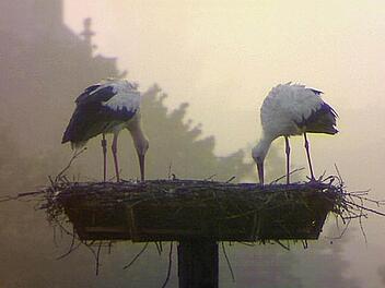 In den frühen Morgenstunden ist das Storchenpaar im Nest zu sehen. Foto: Storchencam/Christian Fenn