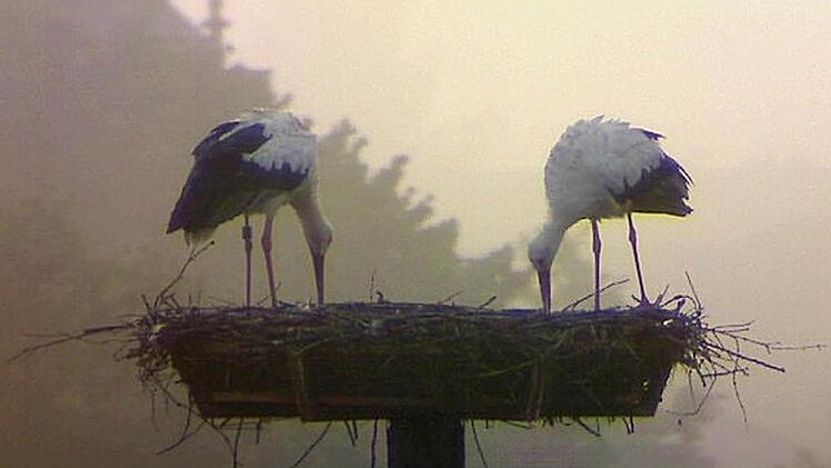 In den frühen Morgenstunden ist das Storchenpaar im Nest zu sehen. Foto: Storchencam/Christian Fenn