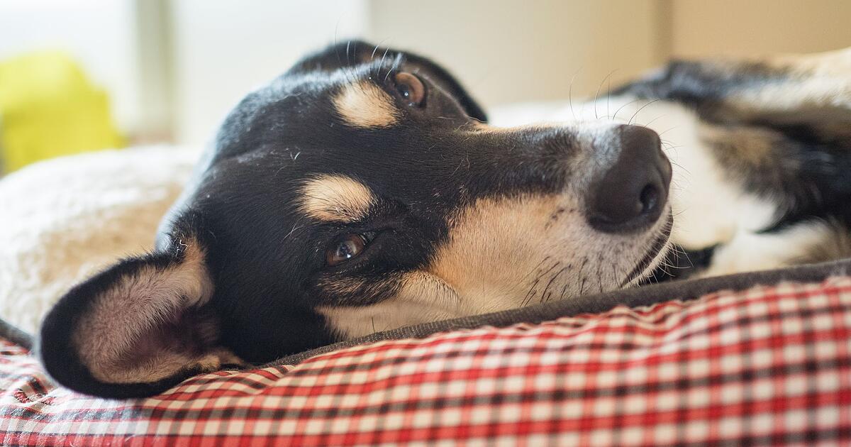 Knapp-jedes-Dritte-Haustier-darf-im-Bett-schlafen