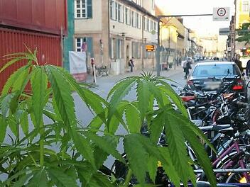 In der Goethestraße vor der Apotheke am Bahnhof entwickelte sich diese Cannabispflanze prächtig. Foto: Nikolas Pelke