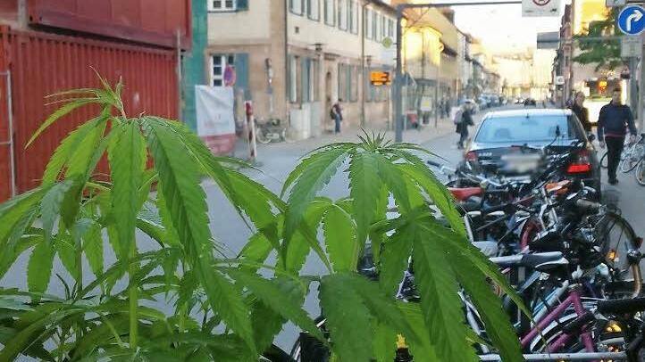 In der Goethestraße vor der Apotheke am Bahnhof entwickelte sich diese Cannabispflanze prächtig. Foto: Nikolas Pelke