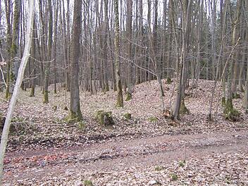 Im Wald sind deutlich die Erhebungen eines Gräberfeldes zu sehen. Foto: Köcheler