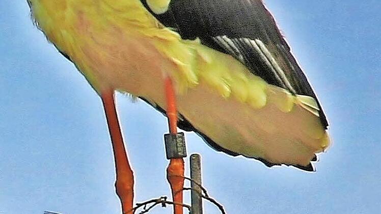 So schauen die Ringe an den Storchenbeinen aus, über die die Herkunft der Tiere ermittelt werden kann - hier, mit der Nummer "DER A 8997" der Storch aus Meschenbach.
