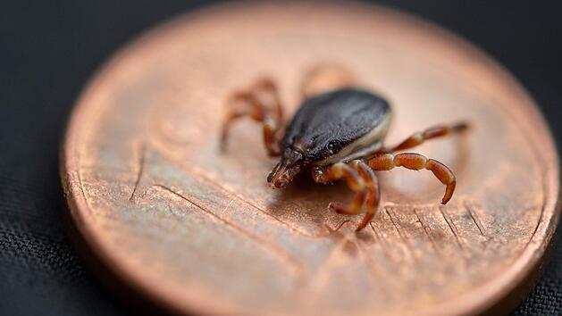 Fast ganz Bayern ist Zecken-Risikogebiet - so sch&uuml;tzt du dich.