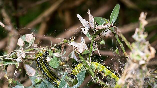 Der Buchsbaumz&uuml;nsler ist nicht die einzige Gefahr f&uuml;r die Pflanze.