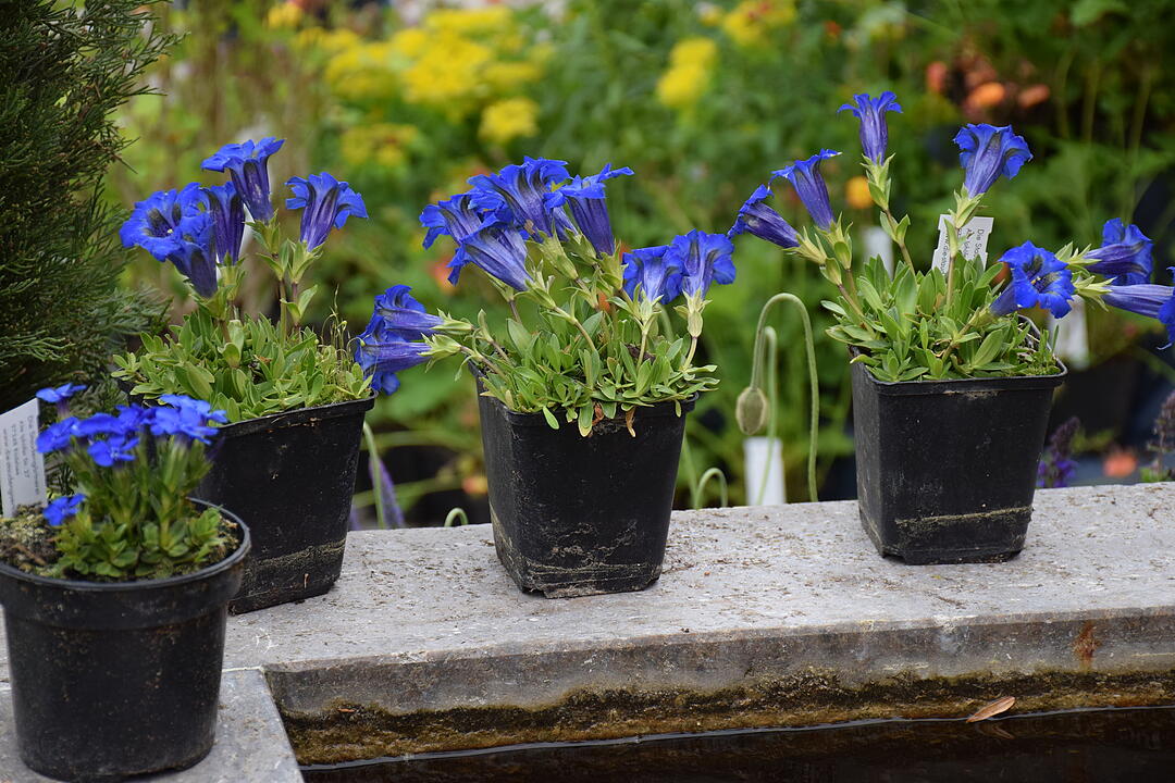 R&ouml;delseer Fr&uuml;hling