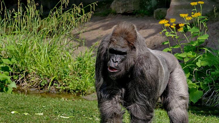 Gorilla Fritz ist am Montag eingeschläfert worden. Foto: Tiergarten Nürnberg