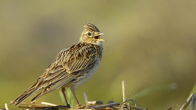Wegen der  intensiven landwirtschaftlichen Nutzung finden die Lerchen kaum noch  Brutpl&auml;tze. Foto: NABU/Peter Lindel