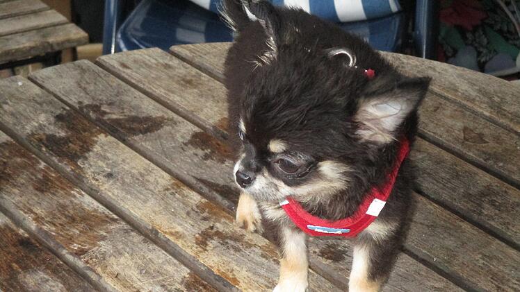 Hundewelpen aus Hof suchen neues Zuhause