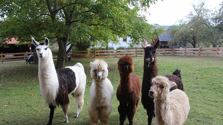 Parkpflege, mal anders: Lamas und Alpakas beweiden die Wiesen, aber auch Fledermäuse und ein Siebenschläfer gehören zum Inventar.