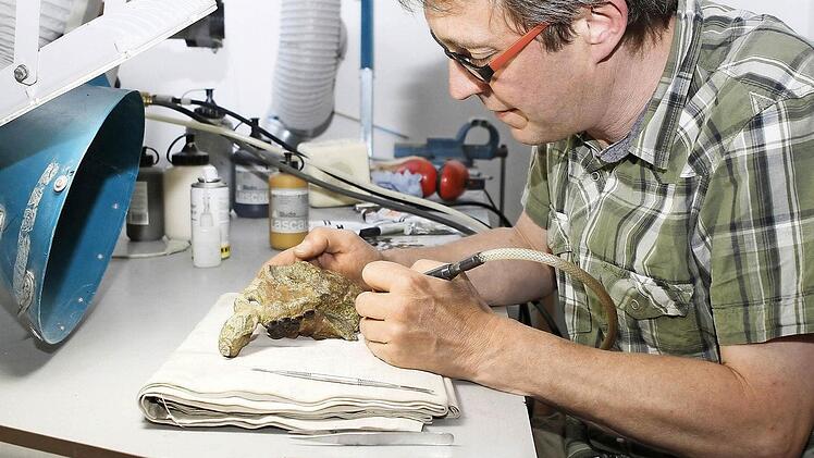 Geduld und ruhige Hände sind gefragt, wenn Stefan Eggmaier (rechts) die wertvollen Fossilien aus ihrer steinernen Umklammerung befreit, hier den Schädel eines Placodus, ein Pflasterzahnsaurier aus dem Oberen Muschelkalk von Bindlach. Links: Zusammen mit Urwelt-Museums-Leiter Joachim Rabold betrachtet der Kulmbacher einen Fischzahnsaurier.
