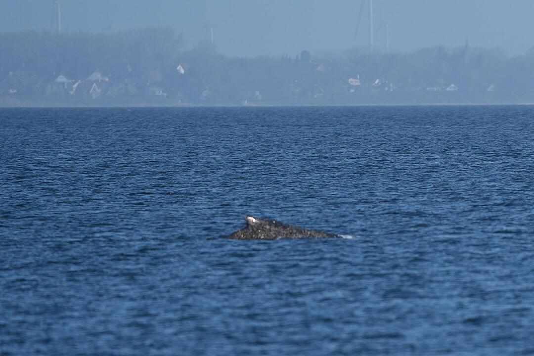 Wal an der Ostseek&uuml;ste wieder frei