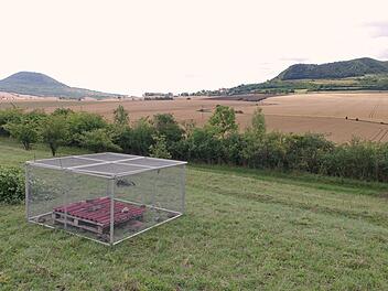 Tiergarten Nürnberg: Ziesel in Tschechien ausgewildert - gefährdete Nagetiere ausgesetzt