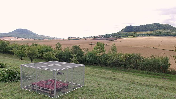 Tiergarten Nürnberg: Ziesel in Tschechien ausgewildert - gefährdete Nagetiere ausgesetzt