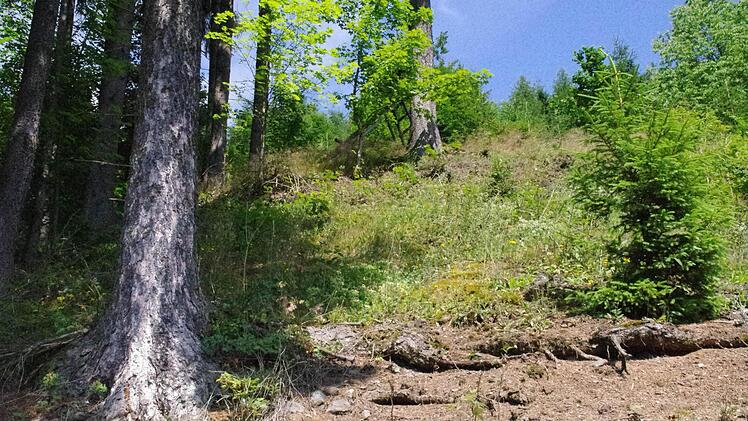 Dort oben werden Zugänge zu Stollen vermutet. Gefunden wurden sie bisher jedoch nicht. Foto: Marco Meißner
