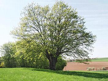 Neues Naturdenkmal: der Kugelbaum bei Draisdorf  Foto: Landratsamt