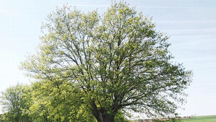 Neues Naturdenkmal: der Kugelbaum bei Draisdorf  Foto: Landratsamt