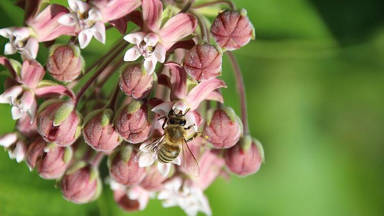Hmmm, das schmeckt: Die Seidenblume ist ein echter Bienenmagnet.