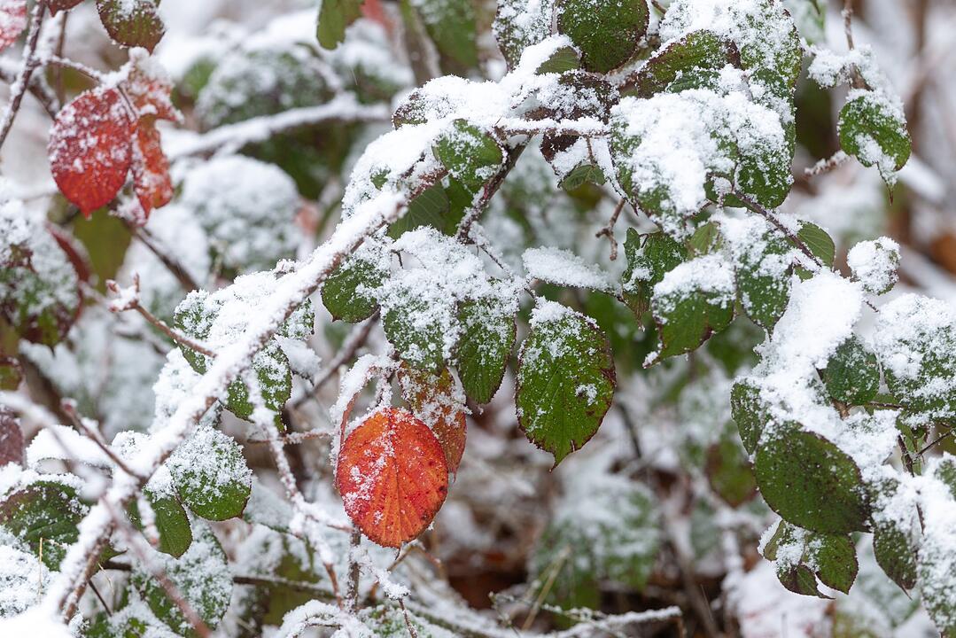 Schnee in Thüringen