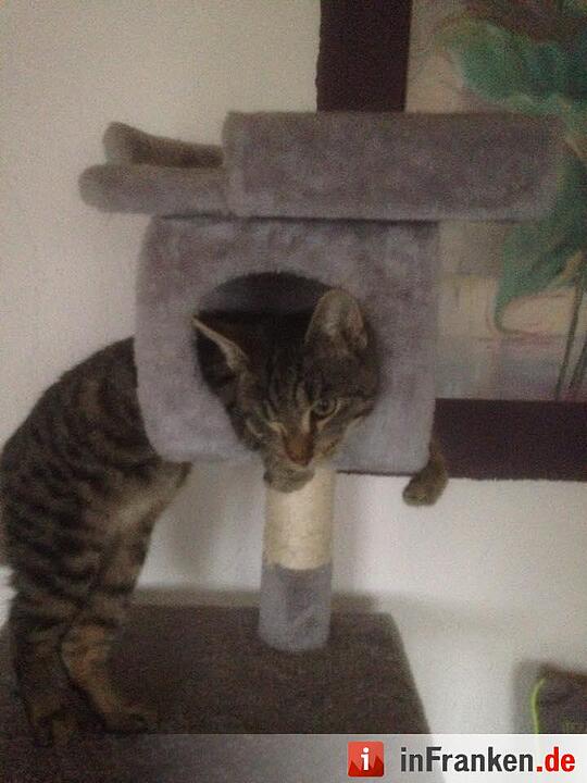 Die Katzen unserer Leser