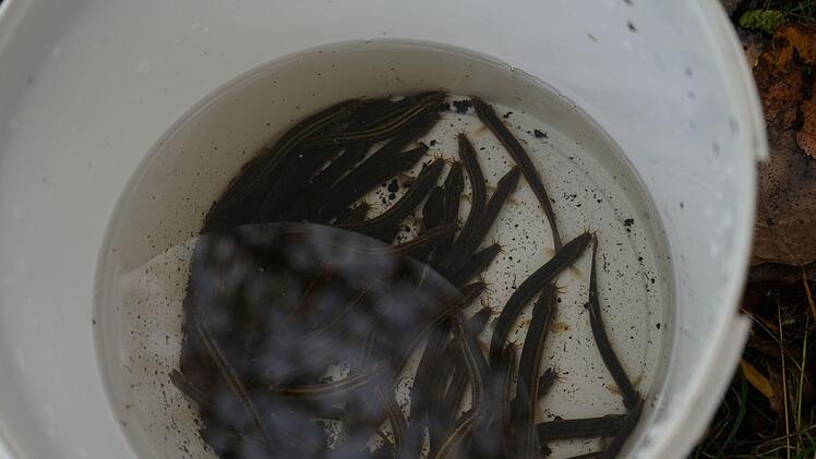 Furzfisch, Gewitterfurzer in Kitzingen: Seltener Fisch kann furzen und Gewitter vorhersagen - und ist jetzt zurück in Franken