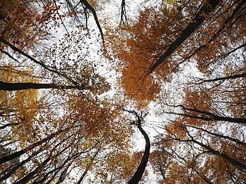 Bevor der Markt Burkardroth Waldflächen für die Kernzone des Biosphärenreservats Rhön hergibt, wollen die Gemeinderäte Areale mit dem Freistaat Bayern tauschen. Symbolfoto: Arne Dedert/dpa