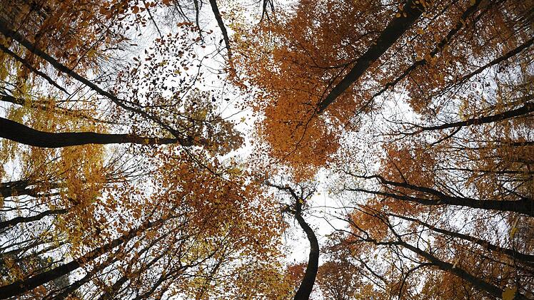 Bevor der Markt Burkardroth Waldflächen für die Kernzone des Biosphärenreservats Rhön hergibt, wollen die Gemeinderäte Areale mit dem Freistaat Bayern tauschen. Symbolfoto: Arne Dedert/dpa