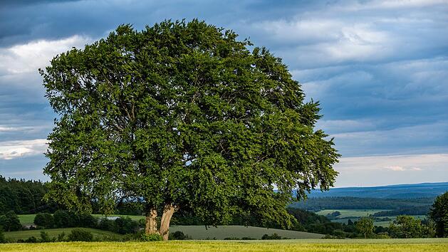 Die Extratour "Waldfenster" f&uuml;hrt aussichtsreich hinauf zur Platzer Kuppe. Der Weg ist mit einem "W" gekennzeichnet.J&uuml;rgen H&uuml;fner