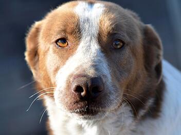 Tierheim Bamberg: H&uuml;ndin Princessa ist eine &Uuml;berlebensk&uuml;nstlerin und sucht geduldige Besitzer