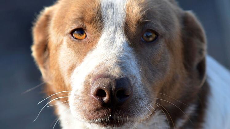 Tierheim Bamberg: H&uuml;ndin Princessa ist eine &Uuml;berlebensk&uuml;nstlerin und sucht geduldige Besitzer