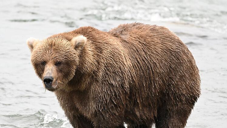 &laquo;Fat Bear&raquo;-Wahl in Alaska
