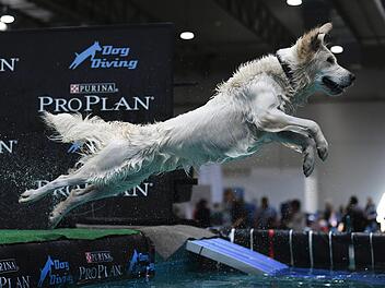 Beim Dog Diving springen Hunde von einem Steg ins Wasser. Dabei kommt es darauf an, so weit oder hoch wie m&ouml;glich zu kommen.  Foto: Ina Fassbender/dpa