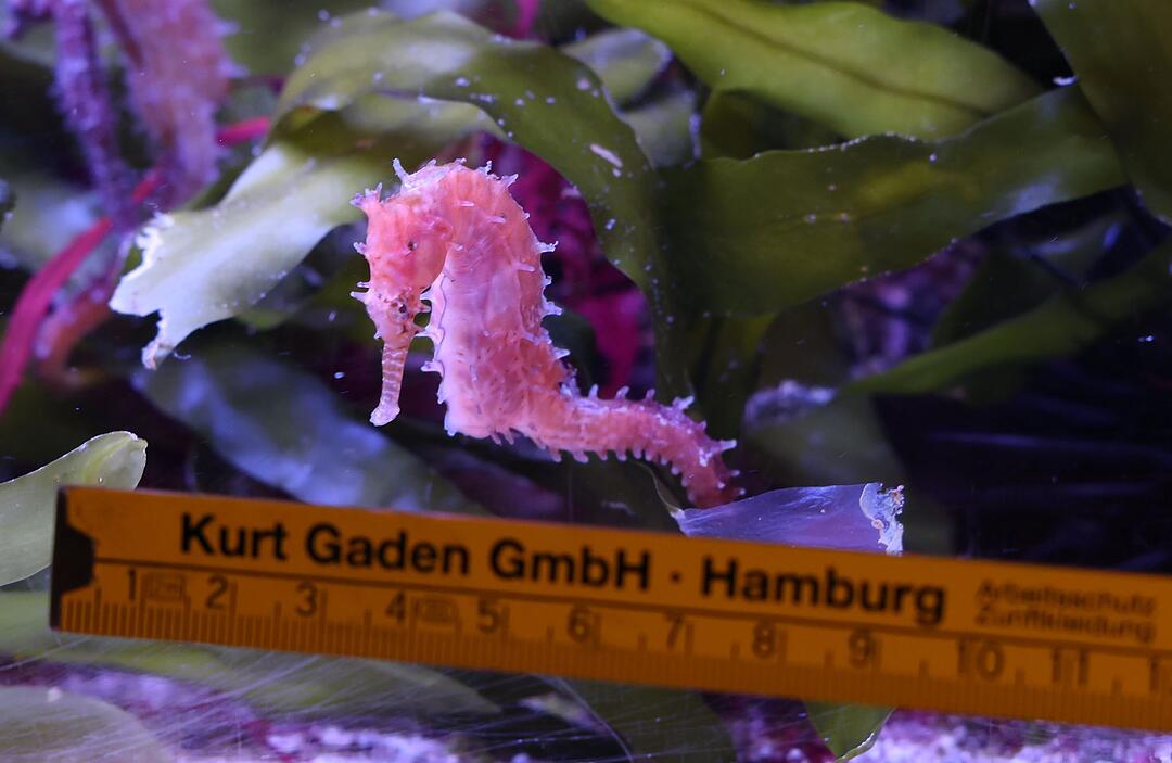 Bestandskontrolle im Tierpark Hagenbeck im Tropen-Aquarium