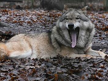 Wolfsauffangstation in D&ouml;rverden