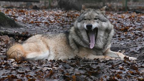 Wolfsauffangstation in Dörverden