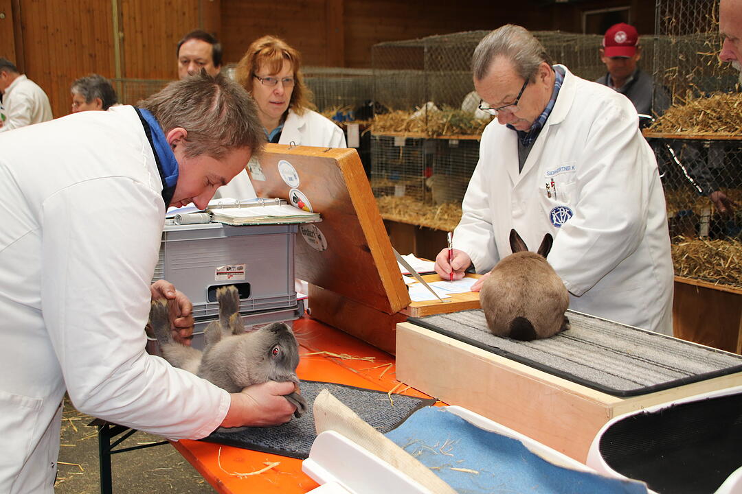 Kaninchenschau