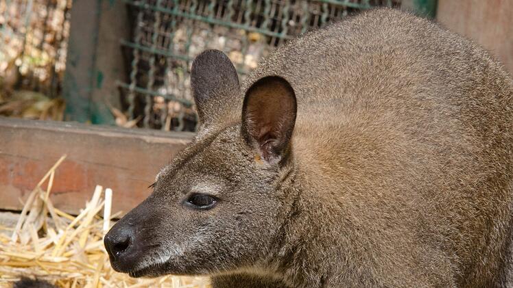 Bayreuth: Tierpark l&auml;dt zum Blick in die Futterk&uuml;che ein