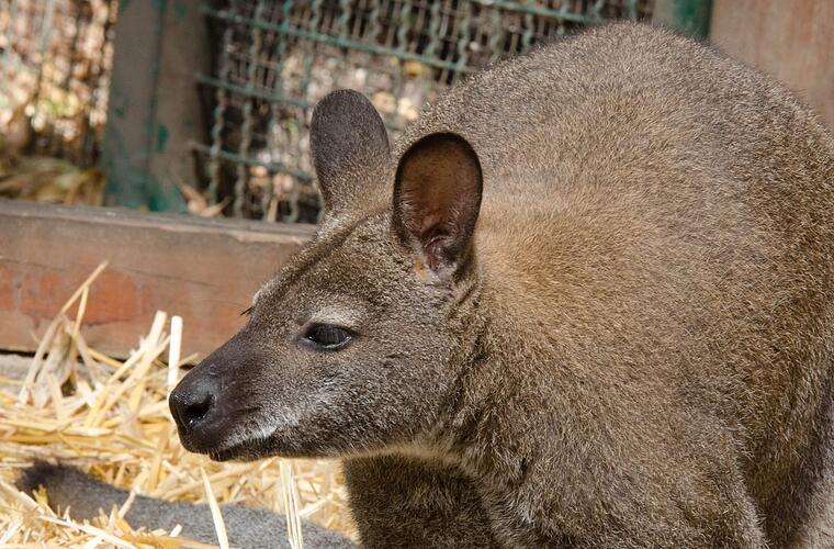 Bayreuth: Tierpark lädt zum Blick in die Futterküche ein