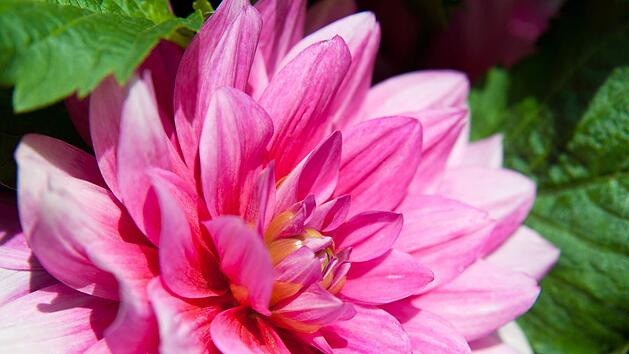 Zu dieser Jahreszeit blühen die Dahlien im Garten. Foto: Andrea Warnecke