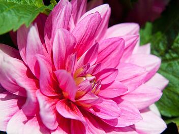 Zu dieser Jahreszeit blühen die Dahlien im Garten. Foto: Andrea Warnecke